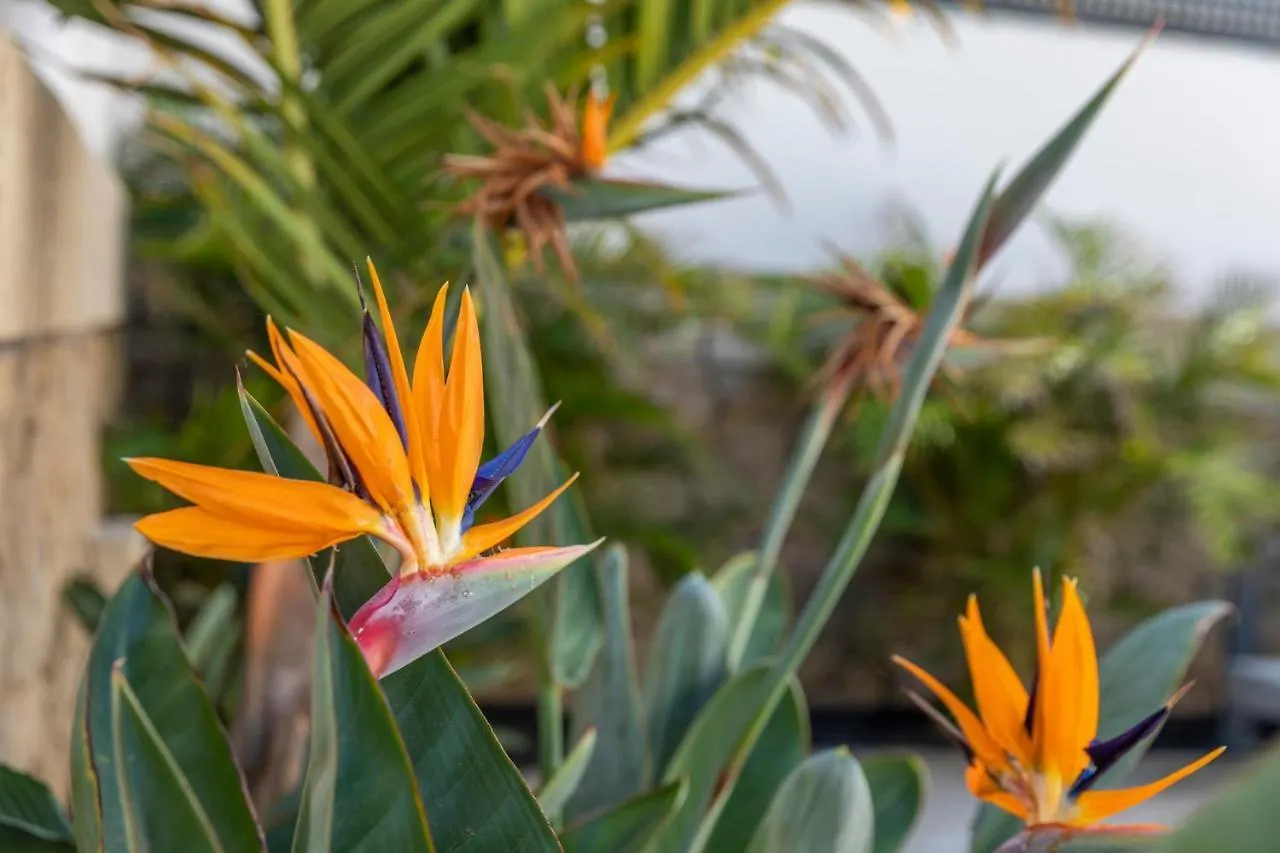 Medano4You The Strelitzia Holiday Home 厄尔梅达诺 0*,